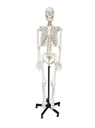 Skeletons For Medical Students